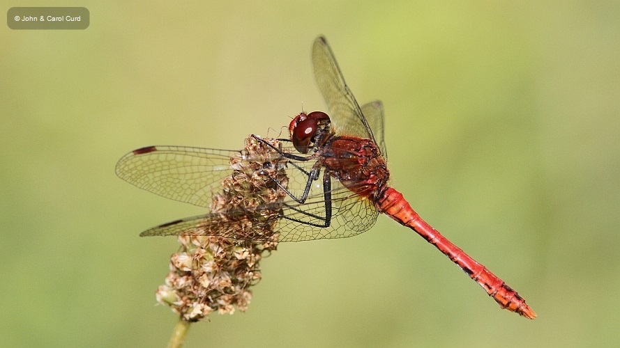 J14_1869 Sympetrum sanguineum male.JPG